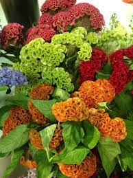Pin On Wedding Flowers And Bouquets