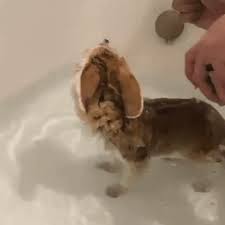 Fox Likes To Swim In The Water Gif Baby Animals Cute Funny Animals Funny Animals