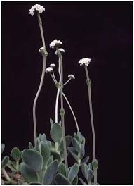 Image result for Plectranthus mandalensis