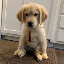 7/23/20 we believe these pups are labrador/golden mixture. Dog For Adoption Levi A Golden Retriever In Minnetonka Mn Petfinder