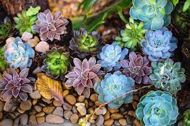 Finding succulents for sale online, especially colorful varieties, can be hard to do. Where To Buy Succulents In Pune Lbb Pune