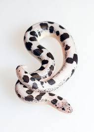 Black And White Checkered Snake Texas Eryx Colubrinus Kenyan Sand Boa Various Color Phases And Morphs Snake Pet Snake Reptiles