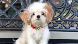 We did not find results for: What Is The Best Teacup Dog Breed Hno At