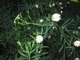 Boltonia asteroides () , sert. Boltonia Asteroides Sternwolkenaster Stauden Ratgeber