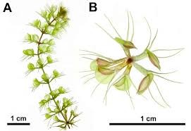 Image result for Aldrovanda vesiculosa