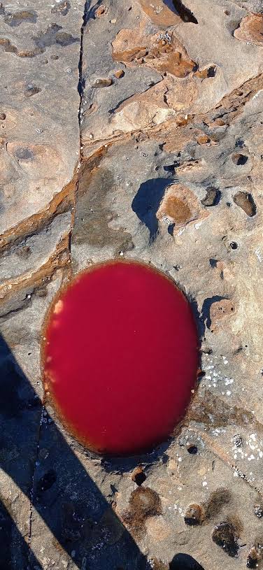 This puddle was blood red on a beach. All other puddles were normal. What  the heck caused this one's red colour? : r/beach