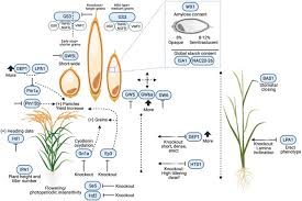 Image result for Leptochloa coerulescens