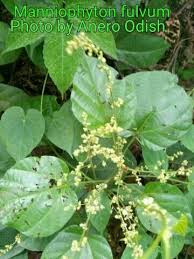 Image result for Manniophyton