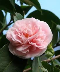 Pretty Pink In 2020 Pink Flowers Pretty Flowers Beautiful Flowers