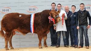 This is the kind of book every author wished he could write…mind. Cullyhanna Limousin Bull Trueman Jagger Fetches 147 000 Bbc News