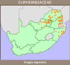 Image result for Tragia rupestris