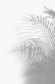 Shadow Of Palm Leaves Design Element Free Image By Rawpixel Com Jira Shadow Images White Background Images All White Background