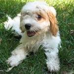 Puppyfinder.com is your source for finding an ideal cavapoo puppy for sale near seattle, washington, usa area. Cavapoo Breeders By State The Complete List For 2021