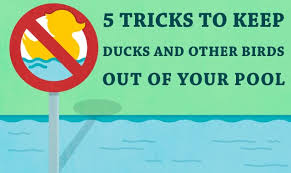 Lisa walked to the edge of the pool, ____ dived in _____ and swam to the other end. How To Keep Ducks Out Of Your Pool