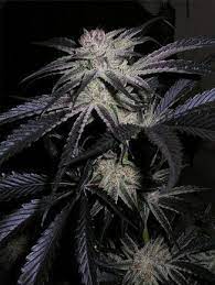 Sale Of Peyote Purple From Cannabiogen