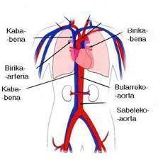 Resultado De Imagen De Lokomozio Aparatua Circulatory System Circulatory System Diseases Abdominal Aorta