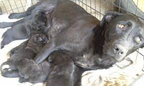 Should a rottweiler mix take after their rottweiler parent, they will be a larger and strong dog breed that has a sweet. Puppies German Rottweiler Black Lab Mix For Sale In Dassel Minnesota Classified Americanlisted Com