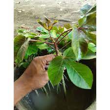 Beberapa manfaat daun kelor untuk penangkal ilmu hitam. Tanaman Hias Herbal Jarak Hitam Shopee Indonesia