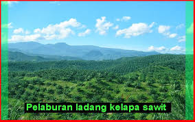 Manfaat kelapa sawit yang pertama adalah sebagai bahan baku pembuatan minyak goreng. 34 Kelapa Sawit Malaysia Ideas Malaysia Plants Lahan