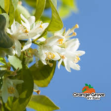 466 reviews, 31 photos, & 61 tips from fellow rvers. Orange Grove Rv Park Home Facebook