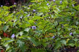 Image result for Nicandra physalodes