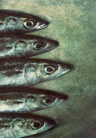 Mahlstedt Gallery Fish Drawings Fish Art Fish