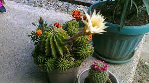 Easter lily cactus, domino cactus, echinopsis subdenudata. Pink Easter Lily Cactus Echinocereus Eyriesii Blooming Timelapse Youtube