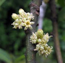 Image result for Rapanea melanophloeos