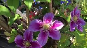 Check spelling or type a new query. Tip On Avoiding Clematis Wilt Youtube