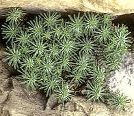 Image result for Euphorbia fortissima