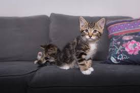 During that time, they might get hurt is the area isn't safe. Kitten Proofing Your Home Animal Friends Pet Insurance