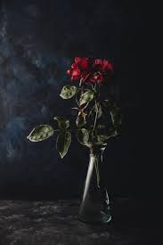 Amazing flowers pink flowers beautiful flowers black background photography floral photography my flower flower art mode poster arte floral. How To Shoot Moody Flower Photography Dark Photography Tips