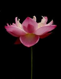 Lotus Julian Chandler Photography Lily Flower Flowers Photography Bloom Blossom