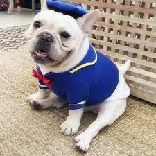 See more ideas about bulldog, french bulldog, puppies. French Bulldog Halloween Costumes