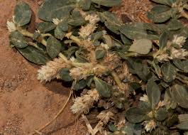 Image result for Alternanthera caracasana