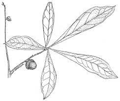 Image result for Ficalhoa laurifolia