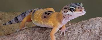 Check spelling or type a new query. Geckos As Pets Hartz