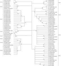 283 x 320 animatedgif 1098 кб. The Lateral Organ Boundaries Domain Gene Family In Grapevine Genome Wide Characterization And Expression Analyses During Developmental Processes And Stress Responses Scientific Reports