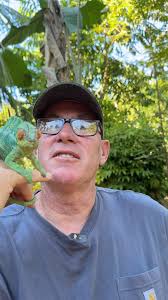 Panther Chameleons are amazing reptiles, let me show you their fascinating,  independent eye movement! 🌍🦎