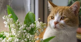 Bouquet de muguet gratuit avec text : Image Muguet Gratuite Facebook