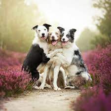 Ipad, ipad 2, ipad mini for parallax. Funny Dog Friends Ipad Wallpapers Free Download