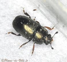 Insectes Meligethes Plumedeville