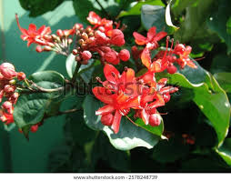 Image result for Clerodendrum splendens
