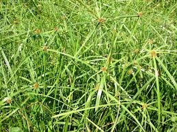 Image result for Kyllinga odorata