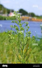 Image result for Erigeron sumatrensis