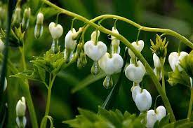 Dicentra Spectabilis Seeds Alba Plant Of Romance Theseedhouse 18 Seeds Bleeding Heart Flower Bleeding Heart Plants