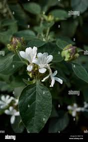 Image result for Barleria albostellata