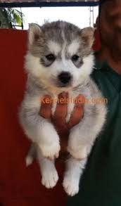 Please do not email us requesting adoptions, puppies or stud. Siberian Husky Puppies For Sale In Chennai