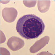 Highly differentiated for their specialized functions, they do not undergo cell division (mitosis) in the bloodstream, but some retain the capability of mitosis. Detailansicht Sysmex Deutschland Gmbh