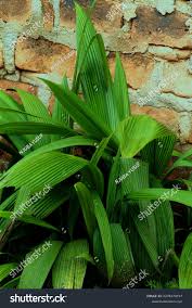 Image result for Hypoxidaceae